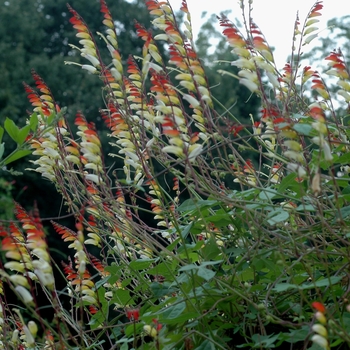 Ipomoea lobata 