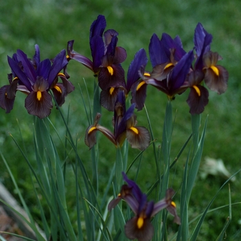 Iris 'Eye of the Tiger' 