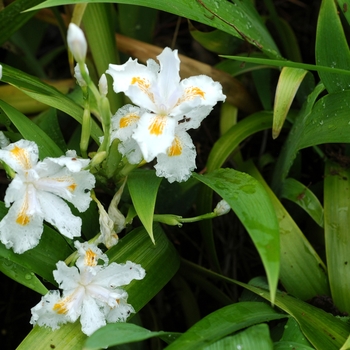Iris japonica 'Nadia' 