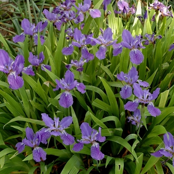 Iris tectorum