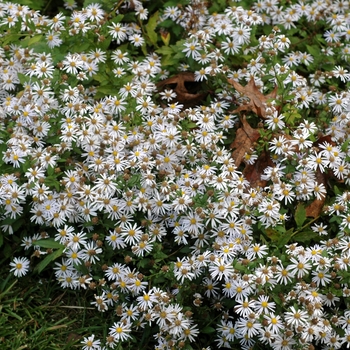 Kalimeris pinnatifida 'Hortensis' 