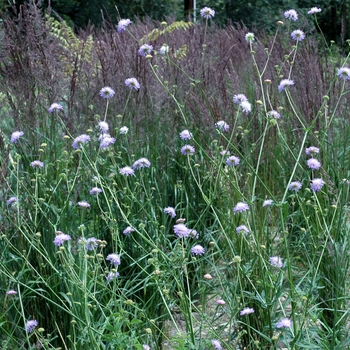 Knautia (Scabiosa) arvensis 