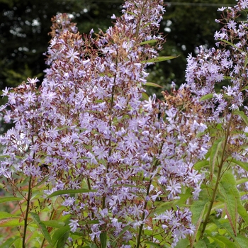 Lactuca virosa 