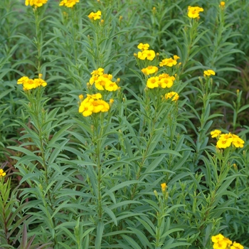 Tagetes lucida 