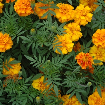 Tagetes 'Orange Red' 