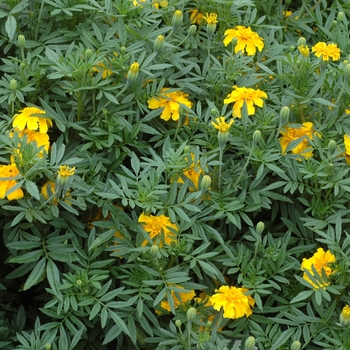 Tagetes patula 'Zenith Sunburst Yellow'