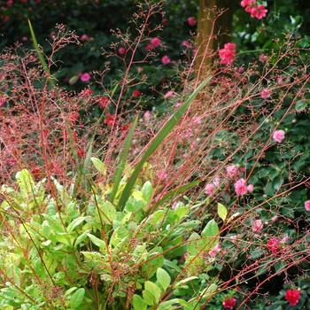 Talinum paniculatum 'Kingswood Gold'