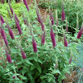 Teucrium chamaedrys 