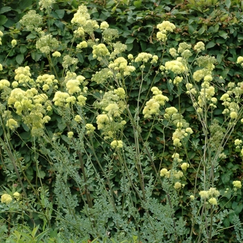 Thalictrum flavum