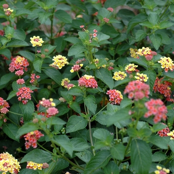 Lantana camara 'Peach Sunrise' 