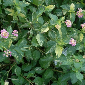 Lantana camara 'Greg Grant' 