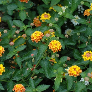 Lantana camara Lucky™ 'Red Hot Improved'