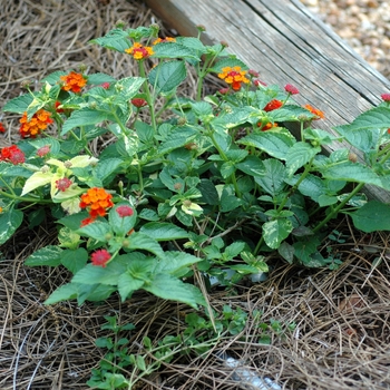 Lantana camara 'Sweet Sue'