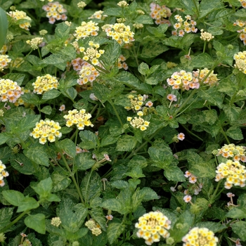 Lantana camara 'Tropical Fruit' 