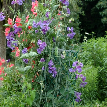 Lathyrus odoratus