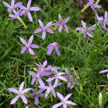 Isotoma axillaris 'Blue Stars' 