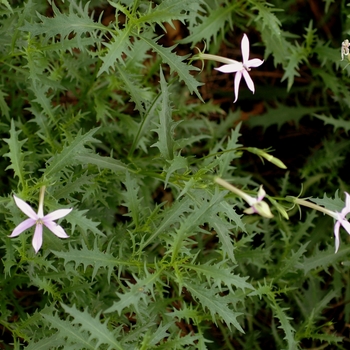 Isotoma axillaris 'Pink' 