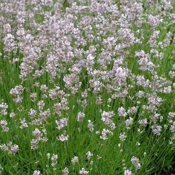 Lavandula angustifolia 'Rosea'