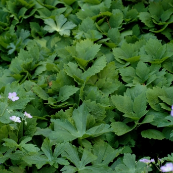 Pachysandra procumbens 'Forest Green'