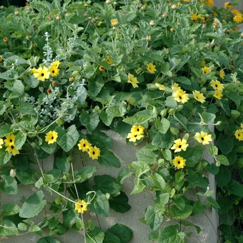 Thunbergia alata Sunny™ 'Lemon Star'