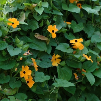 Thunbergia alata Sunny™ 'Orange Wonder'