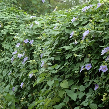 Thunbergia grandiflora 'Variegata' 