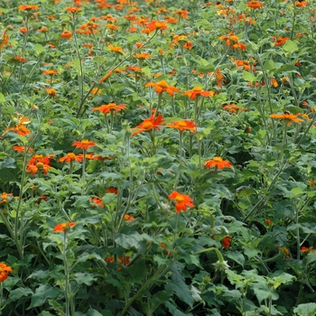 Tithonia rotundifolia 'Sundance'