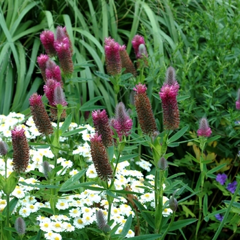 Trifolium rubens