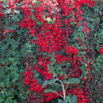 Tropaeolum speciosum