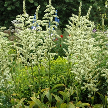 Veratrum album 