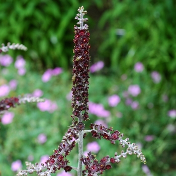 Veratrum nigrum