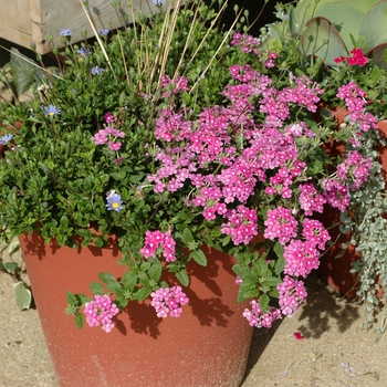 Verbena Aztec® 'Lavender Improved'