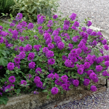 Verbena canadensis 'Homestead Purple'