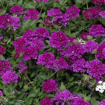 Verbena 'Wildfire Purple Improved'