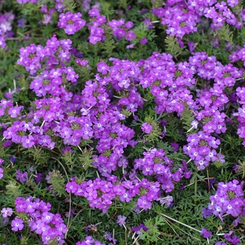 Verbena 'Lilac' 