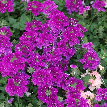 Verbena 'Tropical Breeze Blue' 