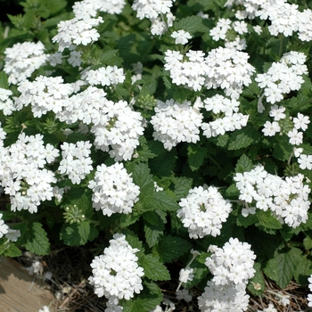 Verbena Temari 'Patio White'