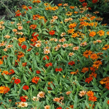 Zinnia Profusion 'Series'