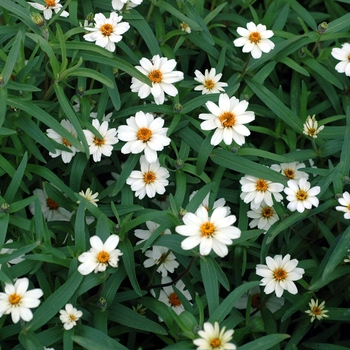 Zinnia 'Garden Leader Cascade Beauty White'