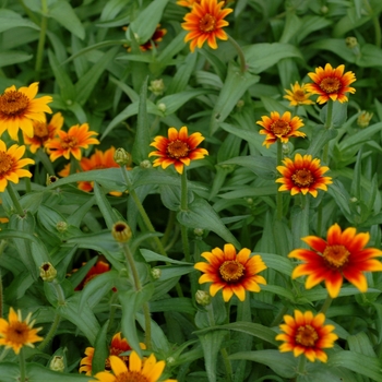 Zinnia haageana 'Old Mexico' 