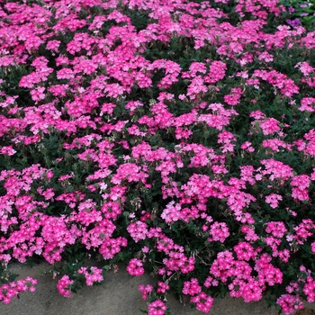 Verbena 'Sakura Pink' 