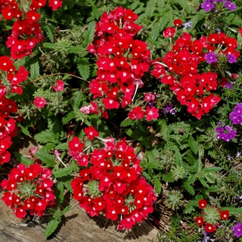 Verbena 'Tropical Breeze Crimson'