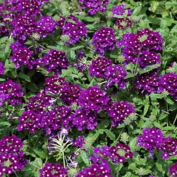 Verbena 'Tropical Breeze Dark Blue' 