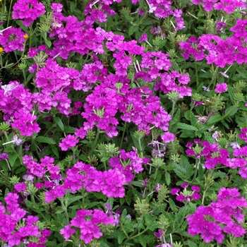 Verbena 'Tropical Breeze Light Violet' 