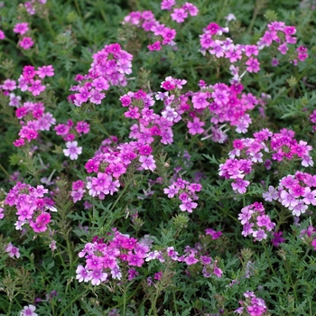 Verbena 'Tropical Mist Blue'