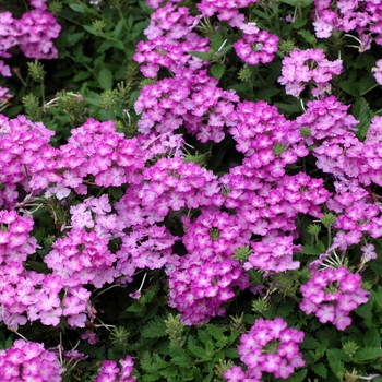 Verbena 'Tropical Breeze Lilac' 