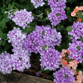 Verbena 'Tropical Breeze Purple and White' 