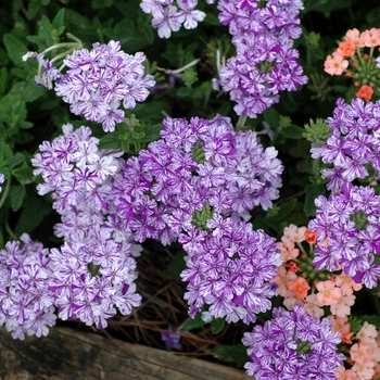 Verbena 'Tropical Breeze Purple and White'