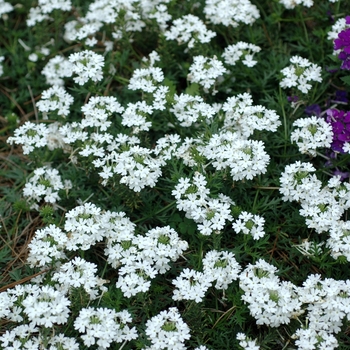 Verbena 'Tropical Mist White'