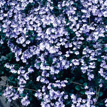 Veronica 'Waterperry Blue' 